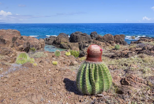 Melon cactus on Caribbean landscape — Φωτογραφία Αρχείου