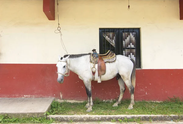 Häst med sadel knutna till väggen i hus i mexikanska byn — Stockfoto