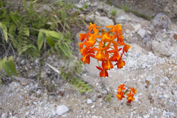 Orquídea crucifixo fotos de stock, imágenes de Orquídea crucifixo sin  royalties | Depositphotos