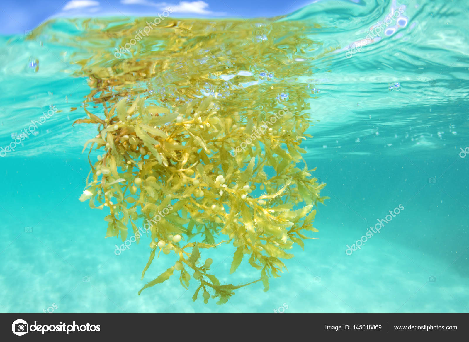 Green Seaweed Underwater
