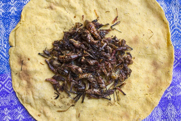 Gafanhotos assados mexicanos em tortilla — Fotografia de Stock