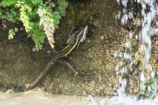 자연 서식 지에서 줄무늬 바실리 스크 도마뱀 — 스톡 사진