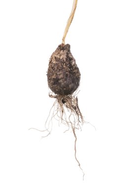 Closeup yabani soğan ampul beyaz