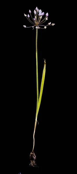 Allium praecox oignon sauvage sur noir — Photo