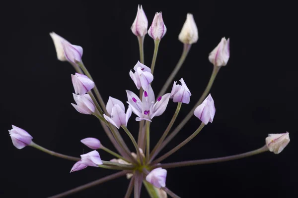 Лук-прекокс крупный Луковый цветок — стоковое фото