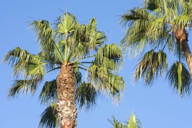 Meksika fan palms canlı mavi gökyüzü ile