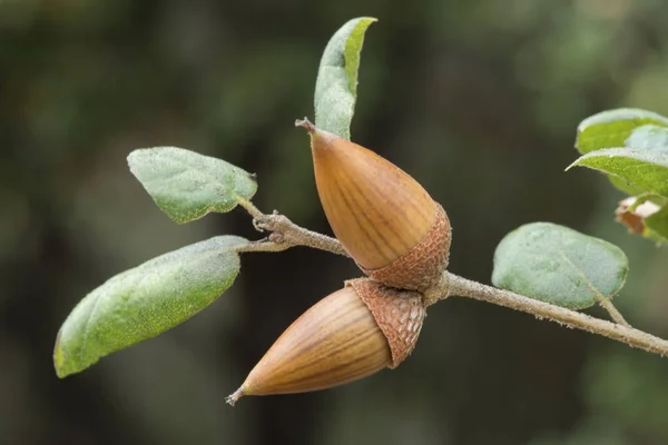 Acorn frukter på ek gren — Stockfoto