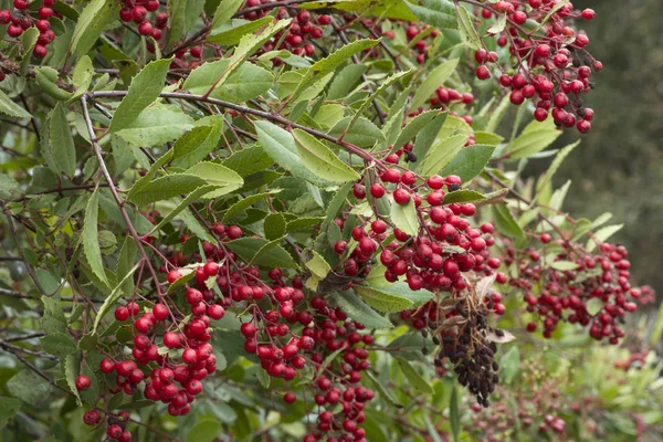 Camarões vermelhos maduros de fruta em ramos de toyon selvagens — Fotografia de Stock