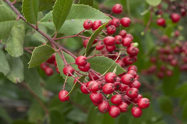 Primo piano grappolo rosso di frutta su rami di toyon selvatici — Foto Stock