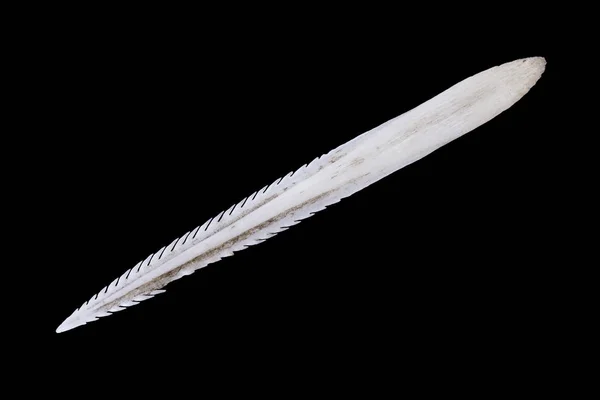 Stingray spine closeup isolated on black — Stock Photo, Image