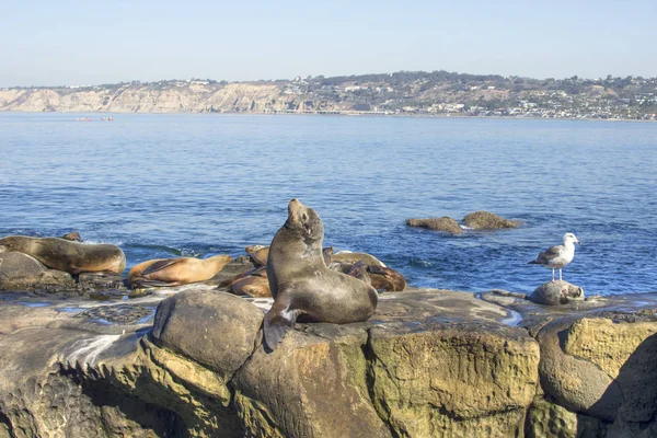 California sea lion basking in sun on reef — Stock Photo, Image