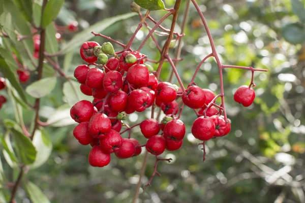 Fruta de toyon madura no ramo — Fotografia de Stock