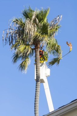 Oceanside, California, Usa - 18 Ocak 2020: Bir asansörde çalışan bir belediye çalışanı bir fan palmiyesinin kesilmiş yapraklarını fırlattı. Her kış şehrin sokaklarını kaplayan palmiyeler budanır..