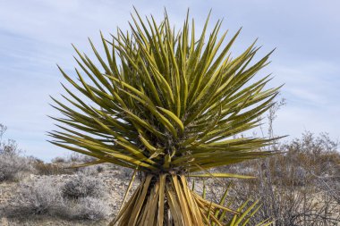 Beautiful Yucca schidigera Mojave yucca plant growing in natural environment in Mojave desert of California clipart