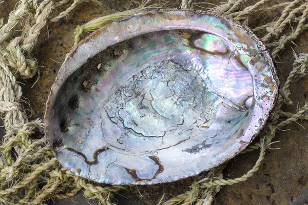 Gros Plan Coquille Brillante Ormeau Californie Dans Filet Pêche Traditionnel — Photo