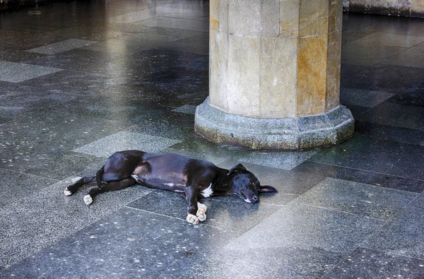 Cane che dorme su una tegola di granito antico palazzo. Rilassamento concep — Foto Stock