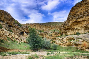 Ağaçlar arka planı güzel rock grubu