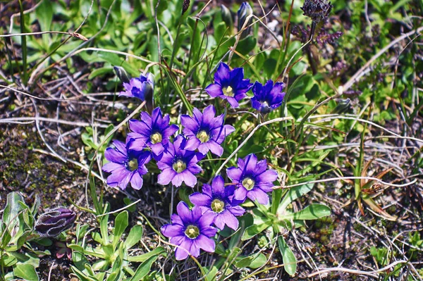 Un primer plano de las flores de genciana púrpura — Foto de Stock