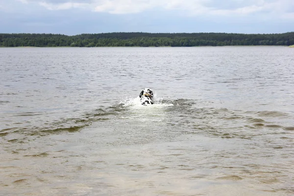 Funny dog, dalmatian, swims for a stick on the lake. — Stock Photo, Image