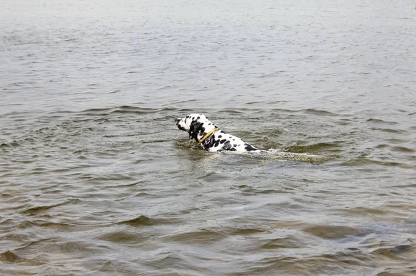 Смішний собака, далматинець, плаває за палицею на озері . — стокове фото