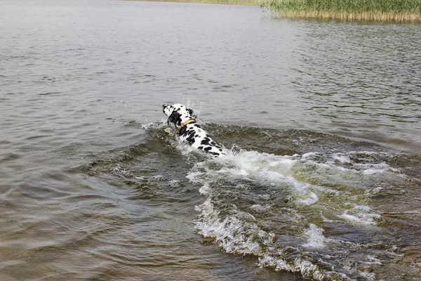 Funny smiling dog, dalmatian, swims for a stick on the lake.