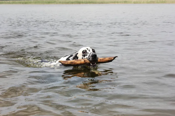 A funny dog, dalmatian, swims along the lake with a stick