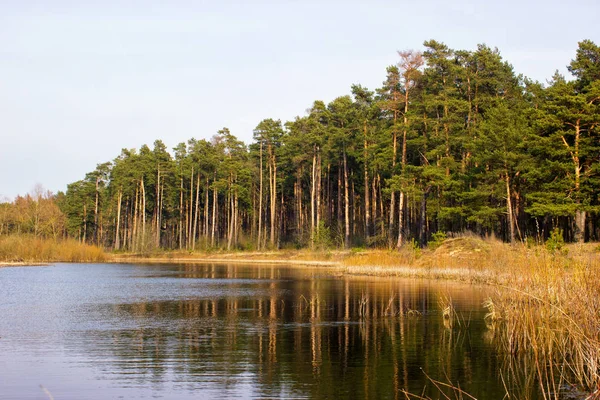Large pine forest on the banks of the river backwater.