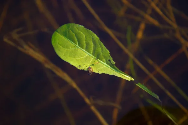 Ein junges grünes Blatt, das auf dem Wasser schwimmt — Stockfoto