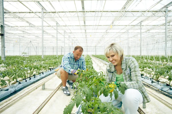 Dos agricultores siembran en invernadero —  Fotos de Stock