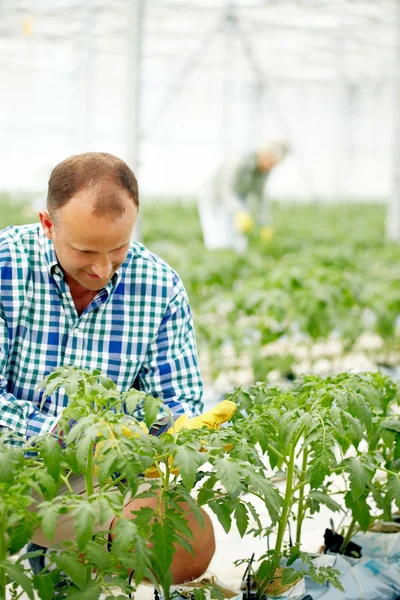 Agricultor que cuida plantas en invernadero —  Fotos de Stock