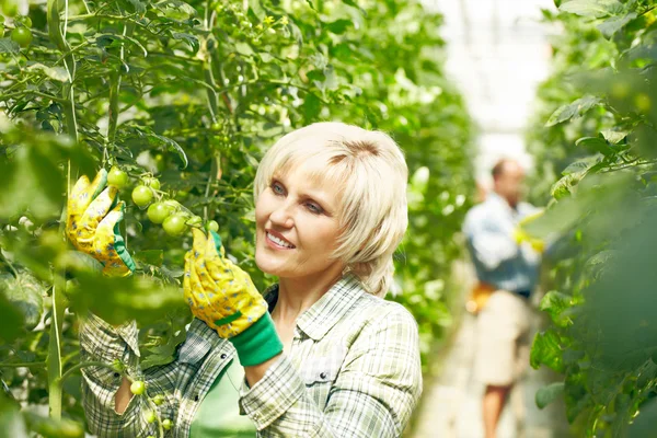 Frau mit einer jungen Tomatenpflanze — Stockfoto