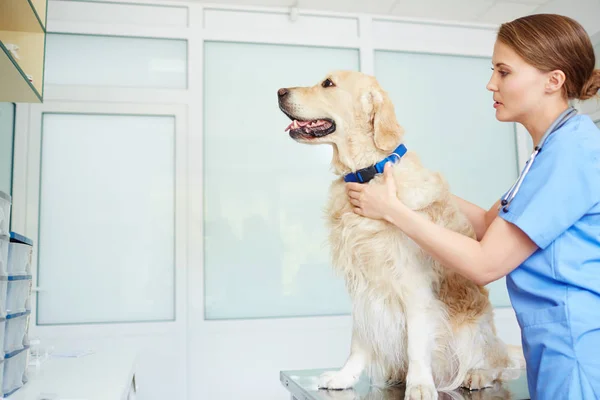 Tierarzt in Uniform arbeitet mit Hund — Stockfoto