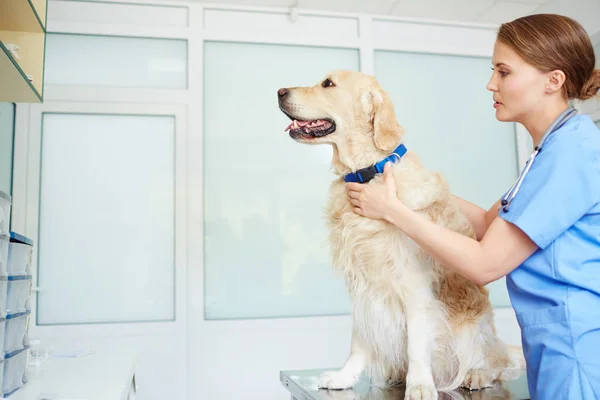 Veterinário em uniforme trabalhando com cão — Fotografia de Stock