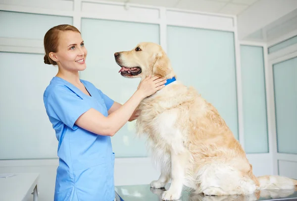 Medicul veterinar examinează pacienta pufoasă — Fotografie, imagine de stoc