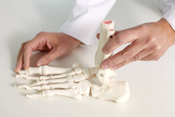 model of foot bones