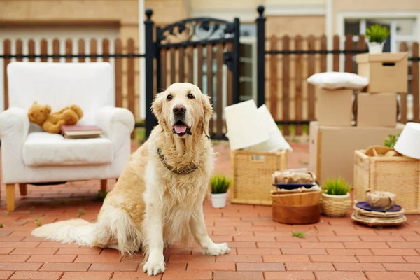 Mignon animal de compagnie assis par une nouvelle maison — Photo