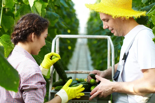 Vrouw en man zetten komkommers op kar — Stockfoto