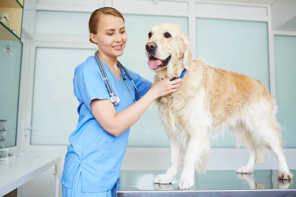 Gelukkig arts werkzaam in de kliniek van de dierenarts — Stockfoto