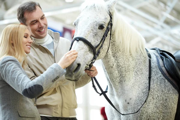 Casal olhando para um cavalo branco bonito — Fotografia de Stock
