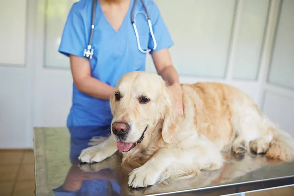 Sick dog in vet clinic — Stock Photo, Image