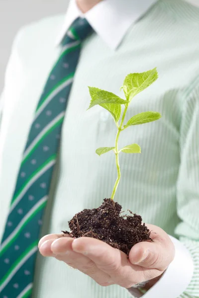 Mannenhand een plantgoed plant in de hand houden — Stockfoto