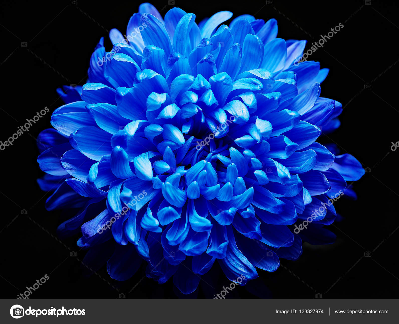 Blue dahlia flower Stock Photo by ©pressmaster 133327974