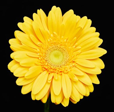 Sarı gerbera çiçek