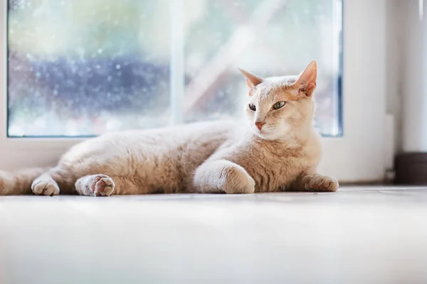 Lindo gato doméstico —  Fotos de Stock