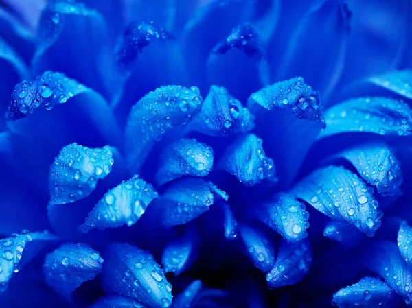 Dew-drops on petals — Stock Photo, Image