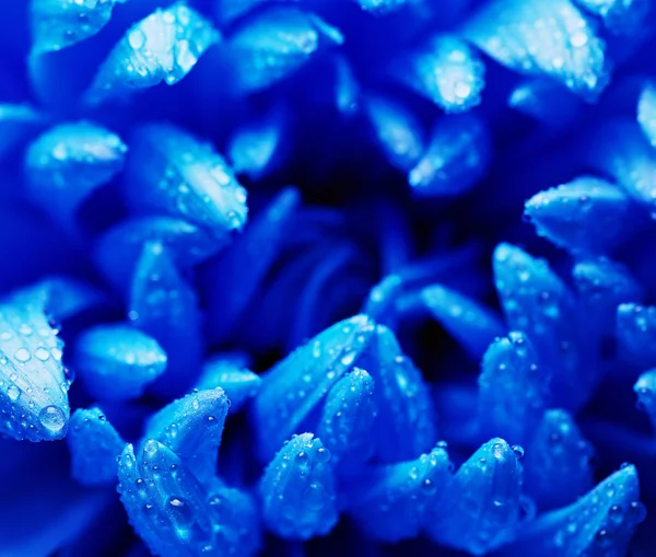 Pétalas azuis frescas — Fotografia de Stock