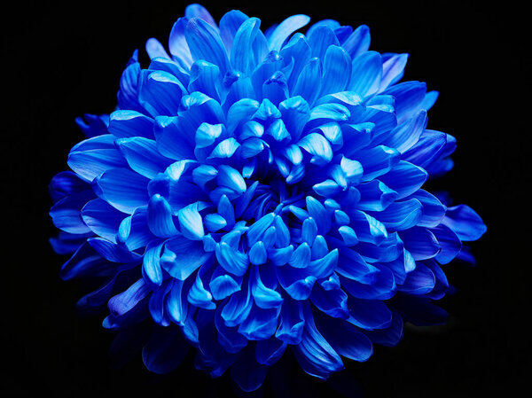 Blue dahlia flower 