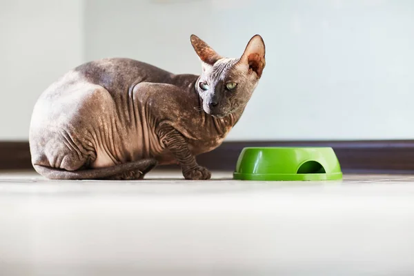 Purebred sphinx cat — Stock Photo, Image