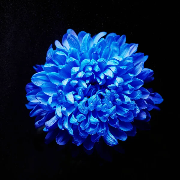 Niebieski aster z kroplami rosy — Zdjęcie stockowe
