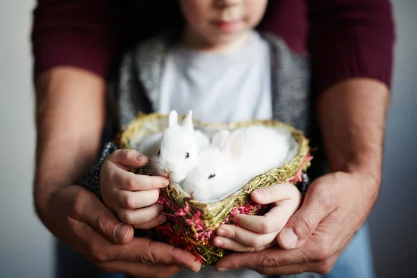 Two rabbits in heart-shaped basket — Stock Photo, Image